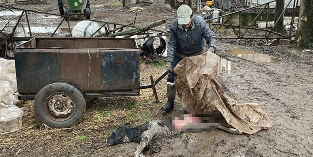 Sokak köpekleri yine dehşet saçtı!