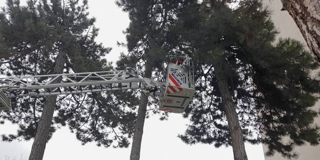 Sokak köpeklerinden kaçan kedi ağaçta mahsur kaldı