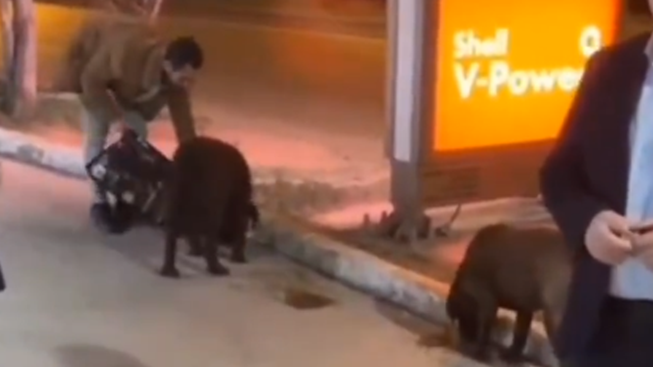 Sokak köpeklerine 'hazır mama' döken 'İtPerestler' kendilerini deşifre etti!