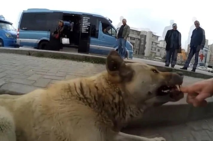 Sokak köpeklerine kendini ısırtan adam şok etti! Bakın neden yapıyormuş