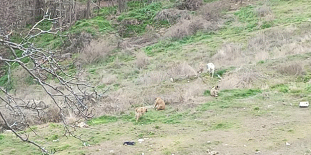 Sokak köpeklerinin çocuklara saldırı anı kamerada!