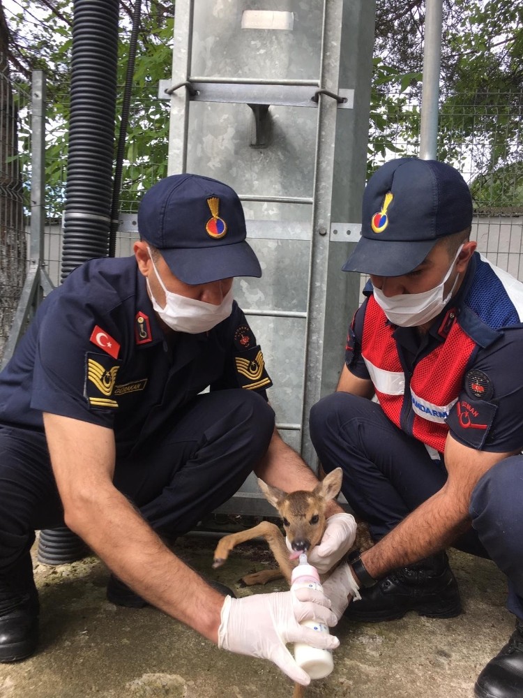 Sokak köpeklerinin kovaladığı yavru karacayı jandarma kurtardı 