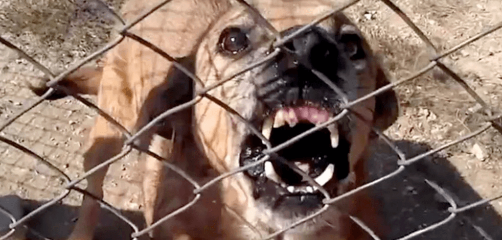 Sokak köpeklerinin saldırdığı 11 yaşındaki çocuk hayatını kaybetti