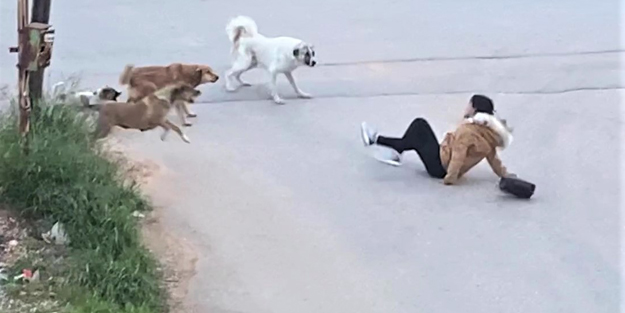Sokak köpeklerinin saldırdığı genç kızın korku dolu anları!