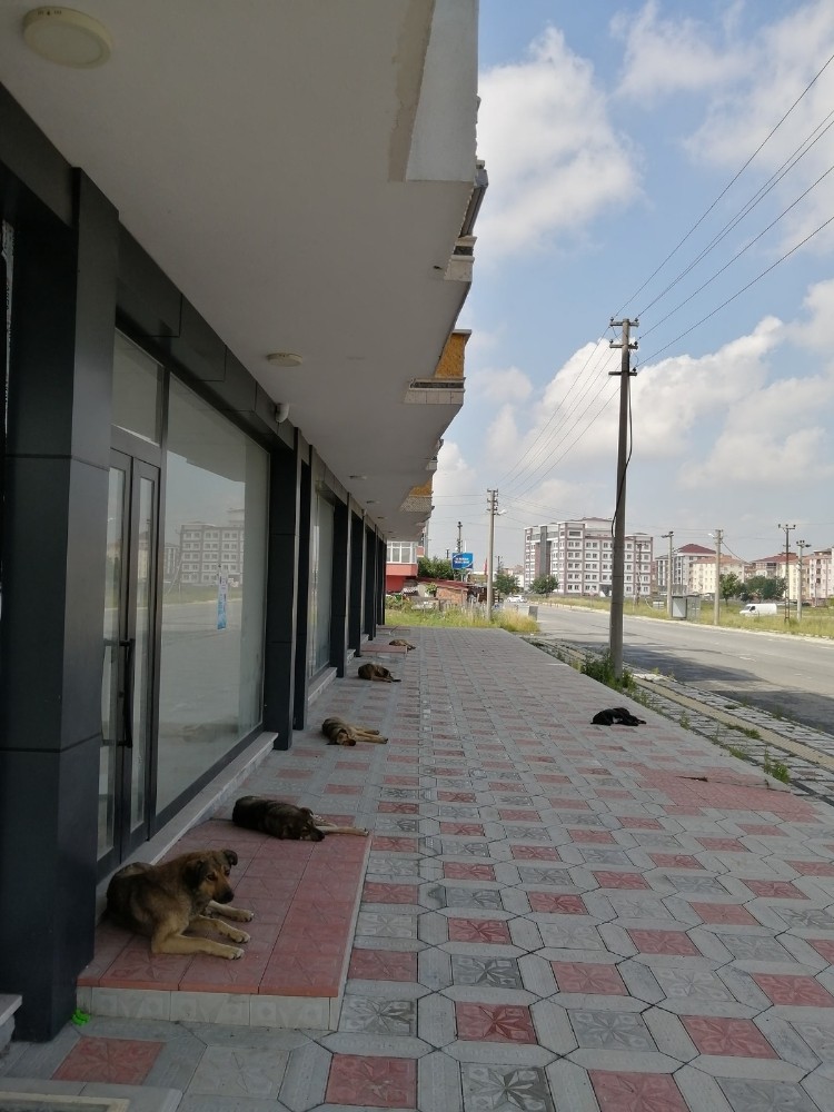 Sokak köpeklerinin sosyal mesafeli dinlenmesi güldürürken düşündürdü 
