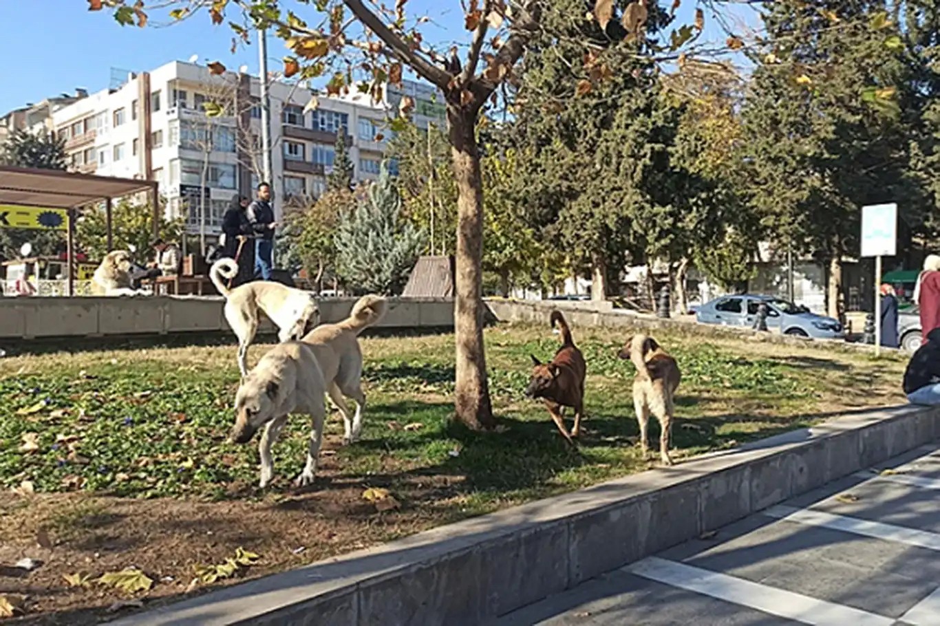 Sokak köpekleriyle ilgili o gelişme, milyonları sevince boğmuştu! Yeni Şafak yazarı, "Aman dikkat! Sokakları sosyal medyadan beslenen kaosçulara teslim etmek istemiyorsak bunu yapmak zorundayız" diyerek o konuda uyardı