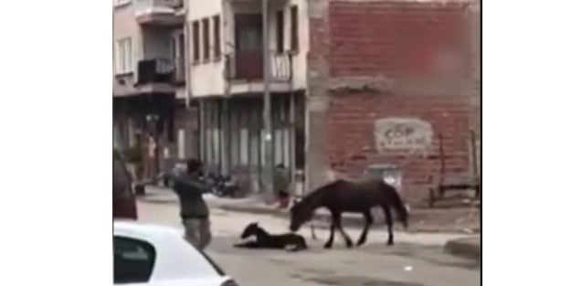Sokak ortasında doğum yapan at, kameralara böyle görüntülendi