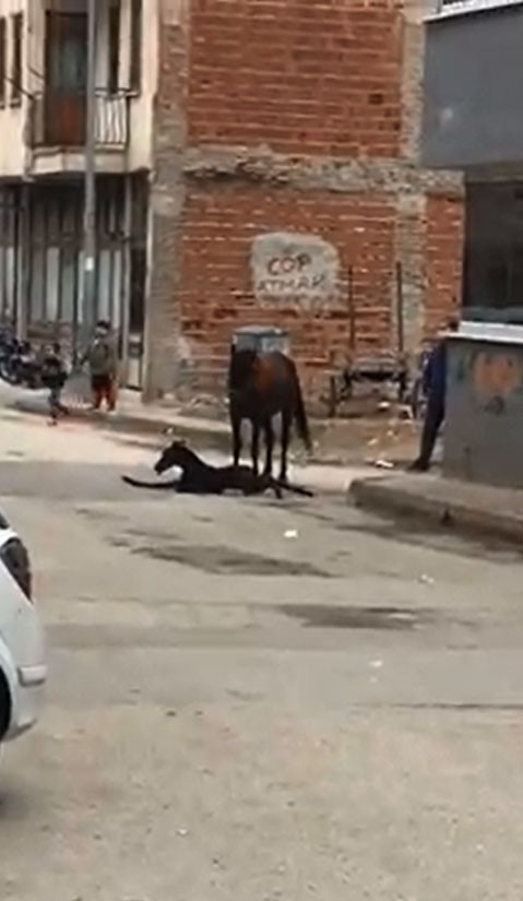 Sokak ortasında doğum yaptı 