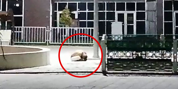 Sokak ortasında ibretlik görüntü!