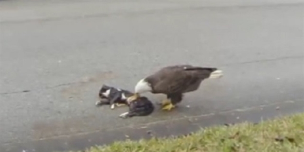 Sokak ortasında kediyi yedi - VIDEO