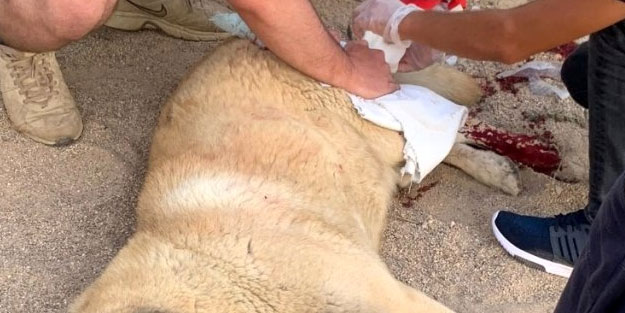 Sokak ortasında köpeği bıçakladı