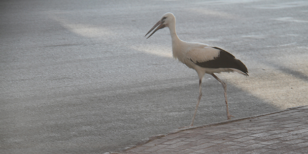 Sokak ortasında yürüyen leylek görenleri şaşkına çevirdi