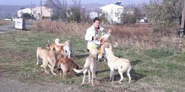 Sokak sokak gezerek köpekleri besliyorlar