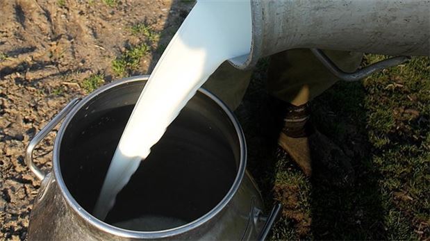 Sokak sütünde büyük oyun