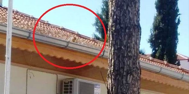 Sokaklar boş kalınca sincaplar şehre indi