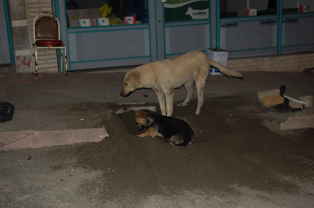 Sokaklar boşaldı, köpekler oyun yaptı 