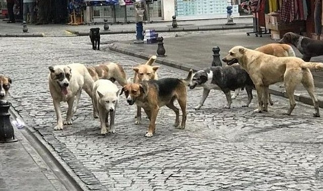 Sokaklar köpeklerin evi falan değildir! Şehir hayatı bu mezbeleliği kaldırmaz