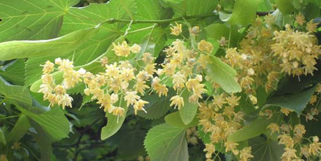 Sokaklar onlarla dolu! Kilosu yüzlerce lira ama kimse toplamıyor