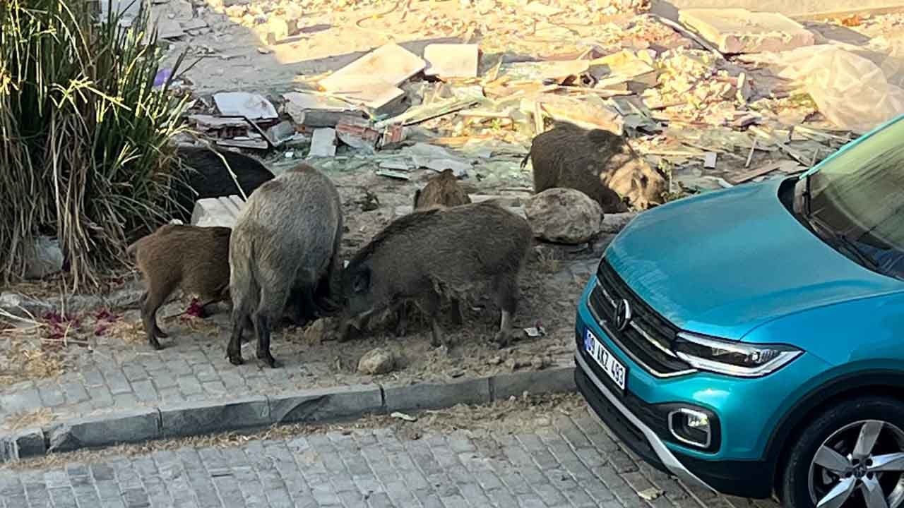 Sokakları domuzlar bastı: Kuşadası'nda tedirgin eden görüntü!