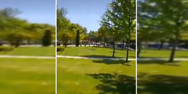 Sokakların köpeklerden temizlendiğini gören sözde hayvansever ağza alınmayacak hakaretler savurdu!