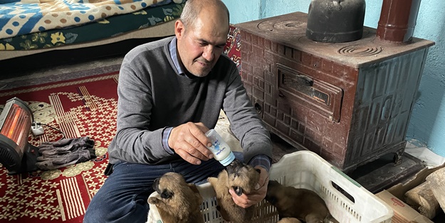 Sokakta donmak üzereyken buldu! Köpek yavrularını biberonla besliyor