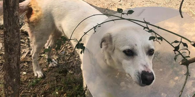 Sokakta gördüğü köpeği bıçaklayarak kaçtı