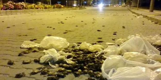 Sokakta yengeç görenler şok oldu!