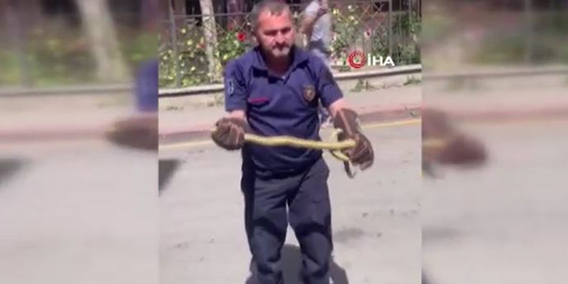 Sokakta görülen yılan panikletti