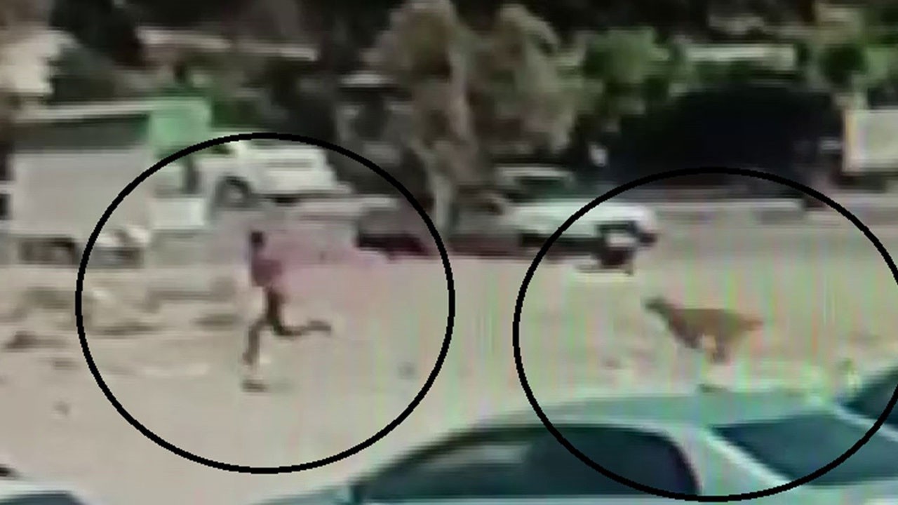 Sokakta korku dolu anlar! Küçük çocuk köpeklerin ortasında kaldı