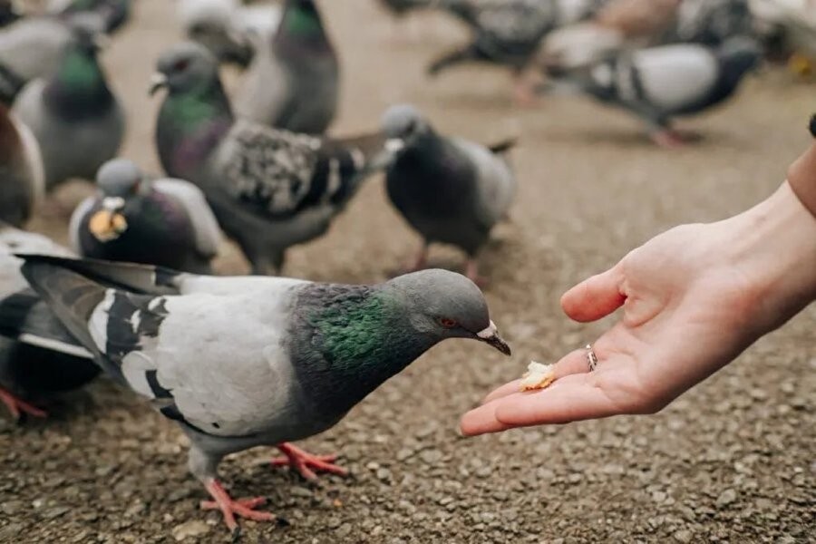 Sokakta kuşları besleyen kadın, hayatının şokunu yaşadı! Belediye acımadı, okkalı cezayı bastı! Sebebini duyunca çok ama çok şaşıracaksınız
