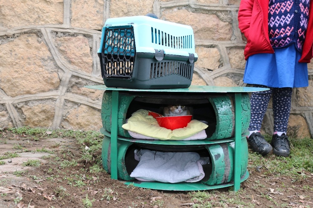 Sokakta yaşayan kedilere sıcak yuva 