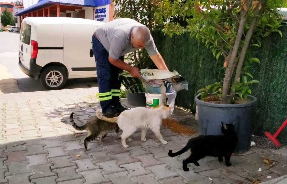 Sokaktaki can dostlar emin ellerde 