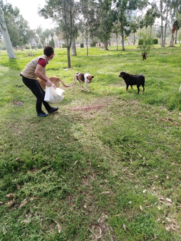 Sokaktaki canlar unutulmadı 