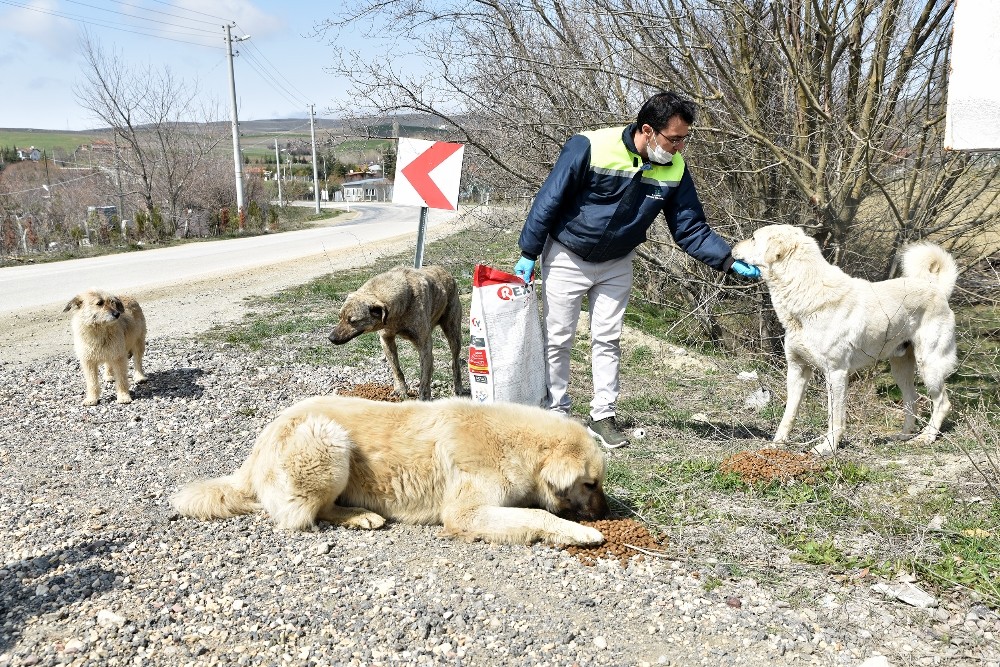 Sokaktaki canlar unutulmuyor 