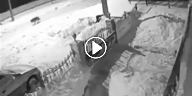 Kurt sokaktaki köpeği kaptığı gibi götürdü