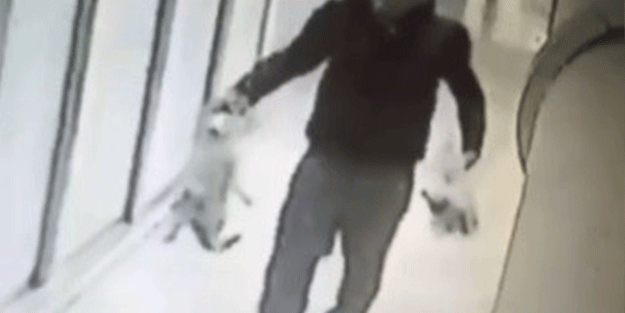 Sokaktan kedileri toplayıp evinde öldüren cani yakalandı