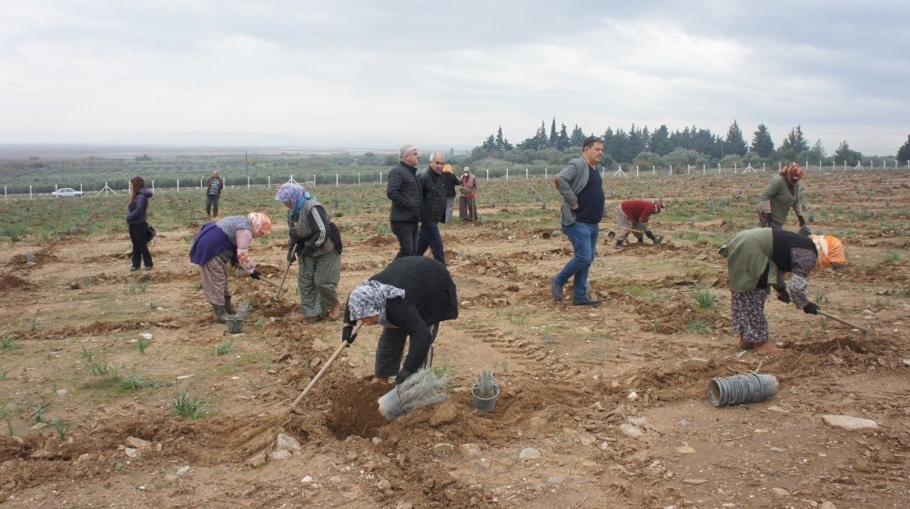 Söke Doğanbey’de lavanta kokacak 