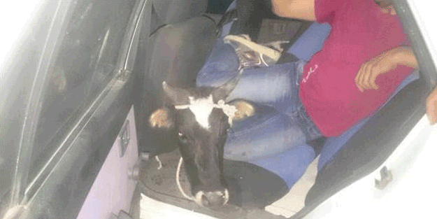 Şoke eden görüntü! Otomobil ile inek hırsızlığı