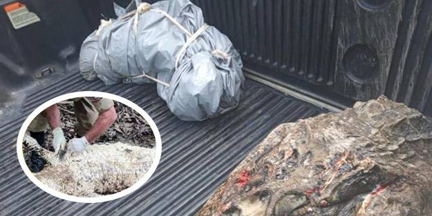 Şoke eden olay! Kaybolan balıkçı, dev hayvanın midesinden çıktı