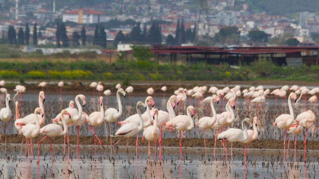 Söke Ovası’na flamingo akını