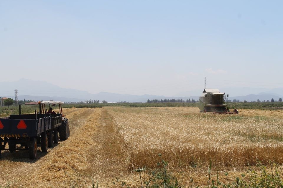 Söke Ovası’nda biçme ve çapalama ücretleri belli oldu 