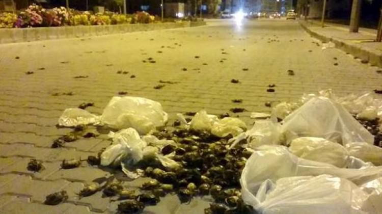 Söke'de sokakta inanılmaz görüntü! Yola yayıldılar