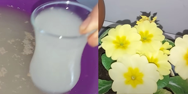 Solmuş çiçeklerinizi böyle canlandırın... Toprağa bir bardak dökmek yetiyor!