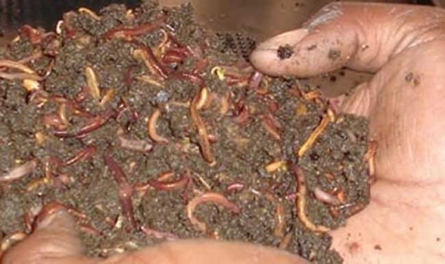 Solucan gübresi üretimi için avukatlığı bıraktı