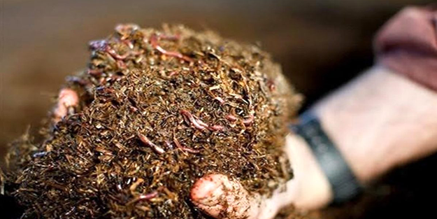 Solucan gübresindeki mucize! Buğday ve patateste verimi yüzde 50 artırdı