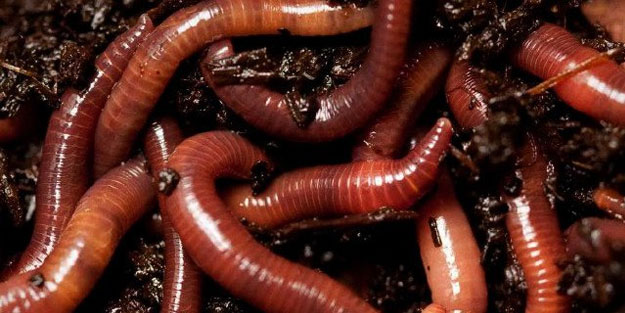 Solucanlar kanseri teşhis edebilecek