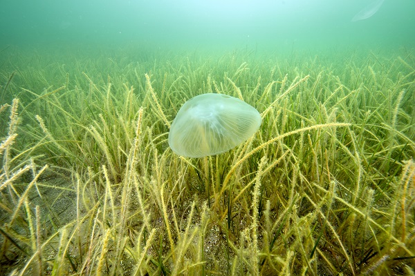 Soluduğumuz havanın yüzde 20’sini onlar sağlıyor