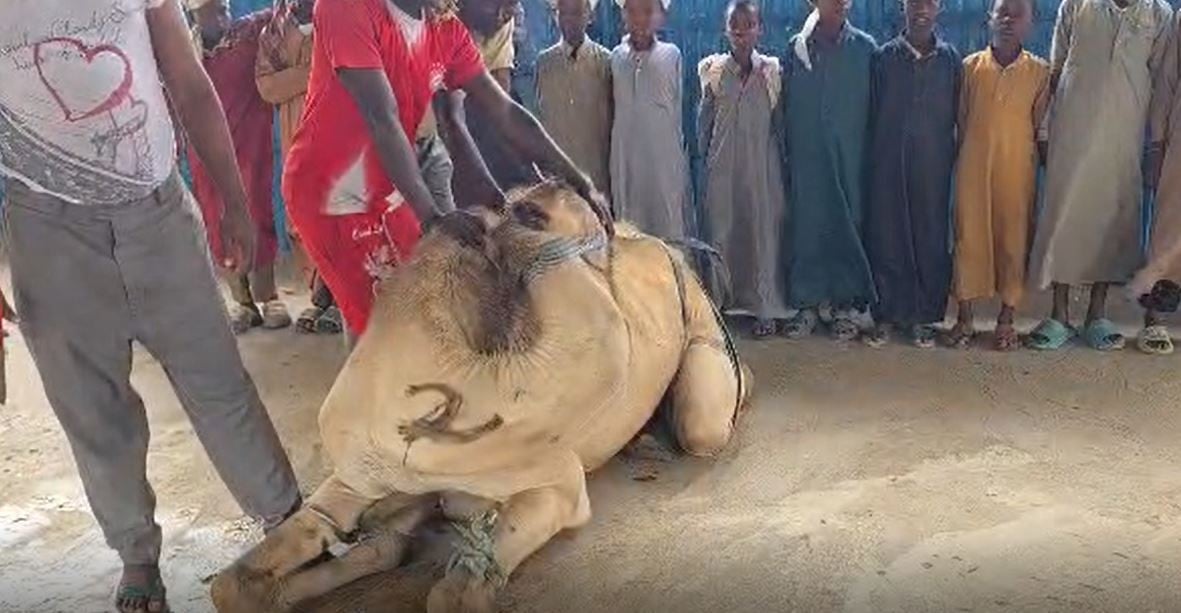 Somali'den Cumhurbaşkanı Erdoğan'a Dua ve Kurban Bağışı
