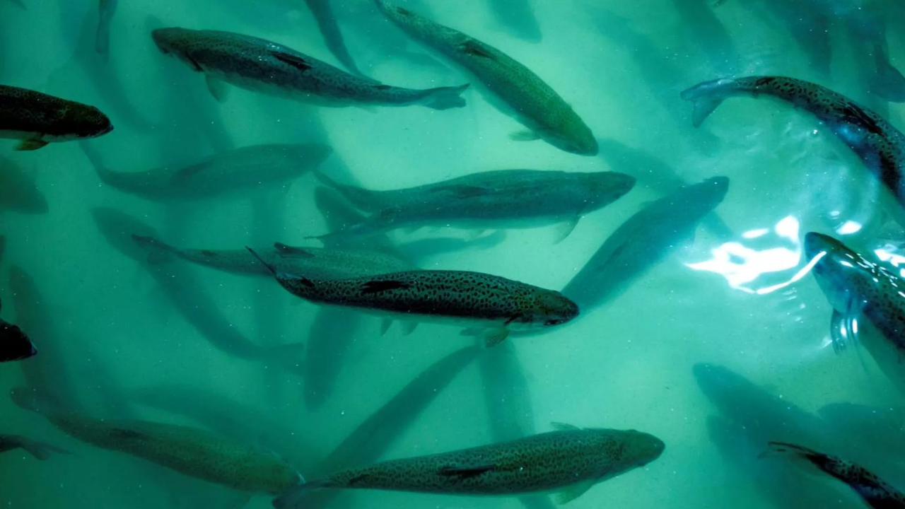 Somon başına 50 kron ödül konuldu!