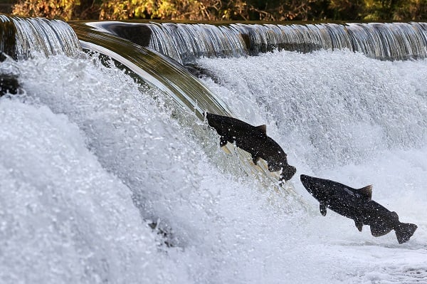Somonların zorlu mücadelesi objektiflere takıldı